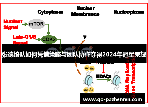 张德培队如何凭借策略与团队协作夺得2024年冠军荣耀 张德培队如何凭借策略与团队协作夺得2024年冠军荣耀